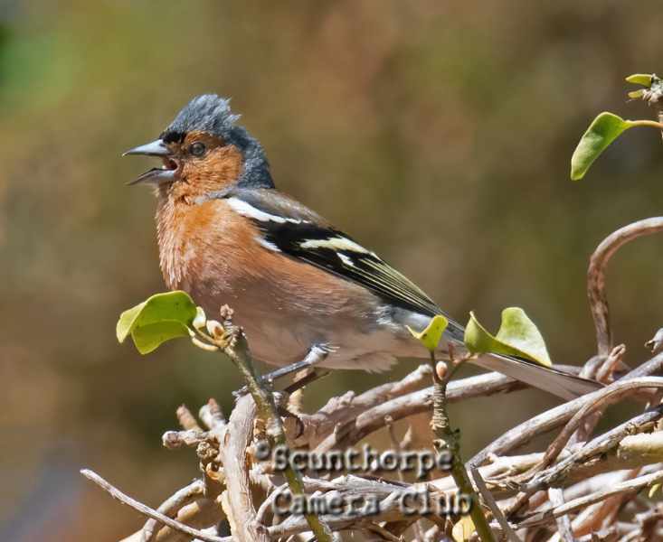 Male chaffinch, singing